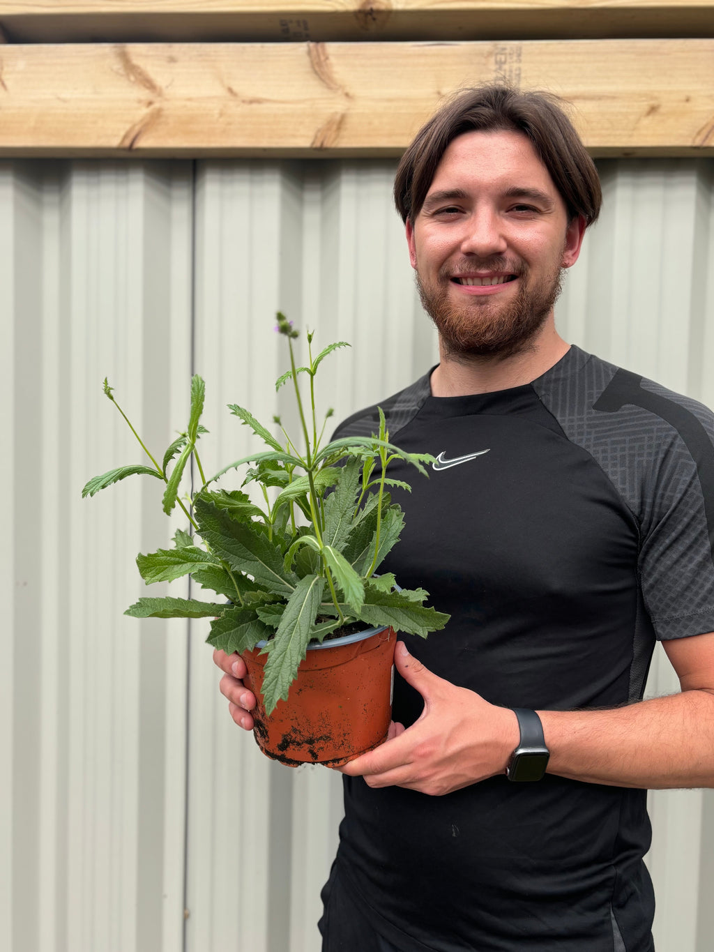 Verbena 'Rigida' 9cm/1.5L/2L
