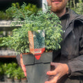 Chamaecyparis pisifera 'Boulevard' 2L