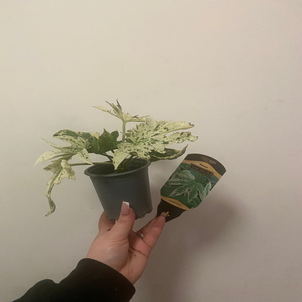 Fatsia japonica 'Spider's Web' 9cm-7.5L