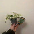Fatsia japonica 'Spider's Web' 9cm-7.5L