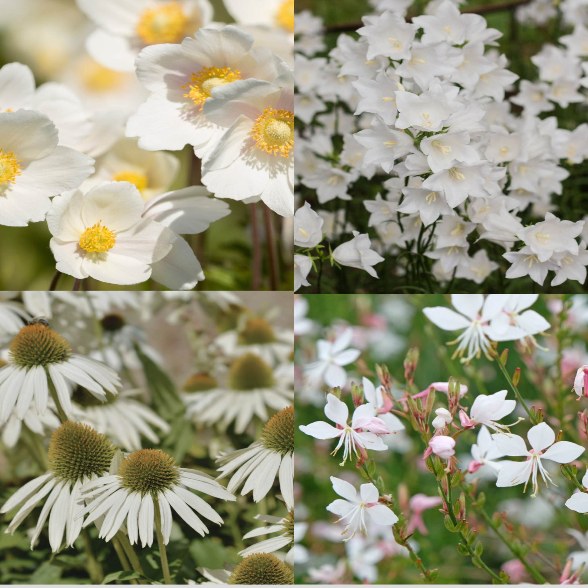4 x White Flowering Perennials – 9cm Pots
