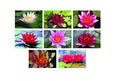 Pot Luck Dwarf/Pygmaea Water Lily - Bareroot - Marginal Pond Plants - Fish or Wildlife Pond and bog Aquatic Plants