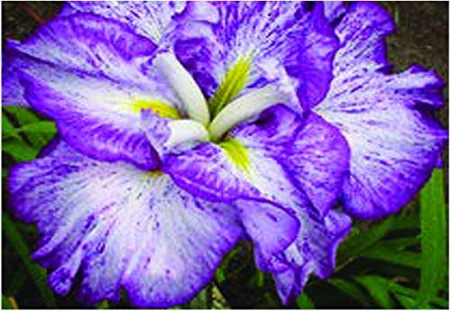 Iris ensata 'Harlequinesque' - Marginal Pond Plants - BP063