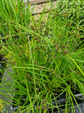 Cyperus alternifolius fuscus - Marginal Pond Plants - MP029A