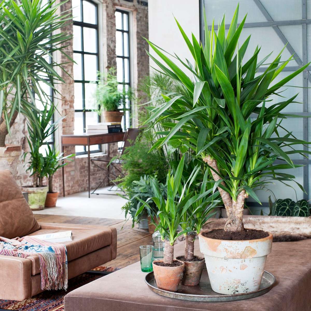 Common Yucca - Yucca elephantipes - Height 50-60cm - ⌀14cm