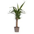 Common Yucca - Yucca elephantipes - Height 50-60cm - ⌀14cm