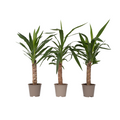 Common Yucca - 3 pcs. - Yucca elephantipes - Height 50-60cm - ⌀14cm
