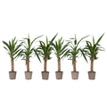 Common Yucca - 6 pcs. - Yucca elephantipes - Height 50-60cm - ⌀14cm