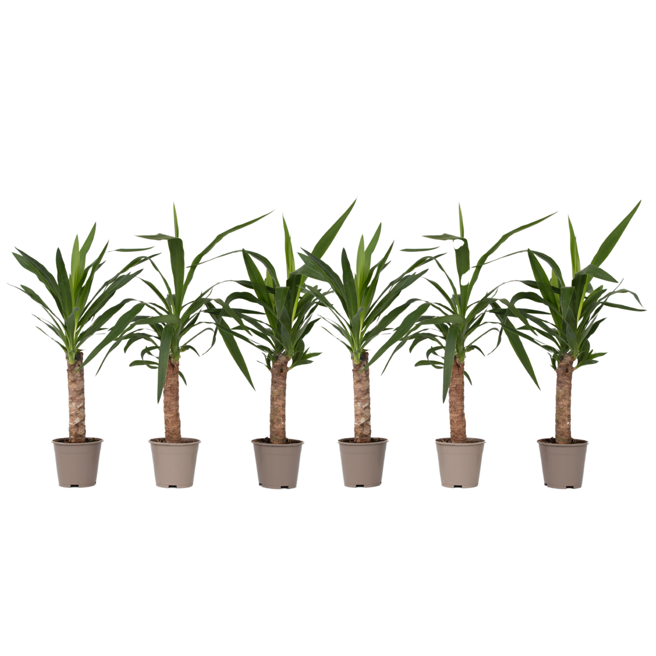 Common Yucca - 6 pcs. - Yucca elephantipes - Height 50-60cm - ⌀14cm