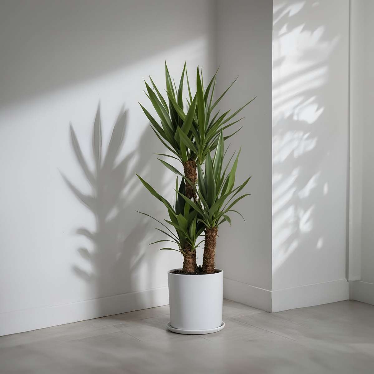 Common Yucca - Yucca elephantipes - Height 70-80cm - ⌀17cm