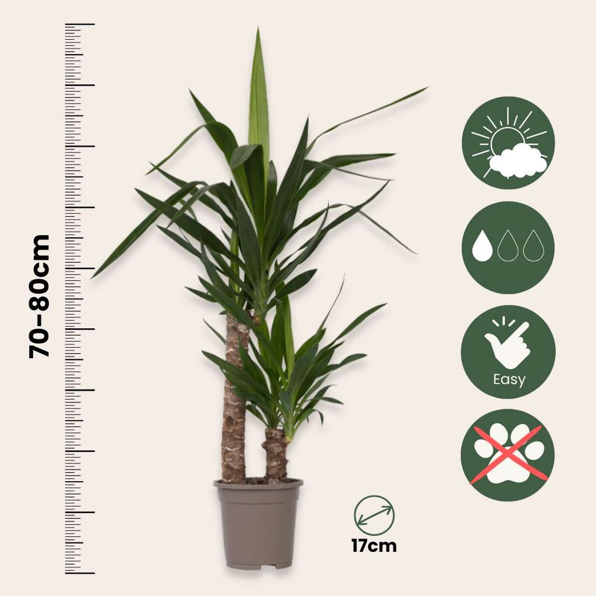 Common Yucca - Yucca elephantipes - Height 70-80cm - ⌀17cm