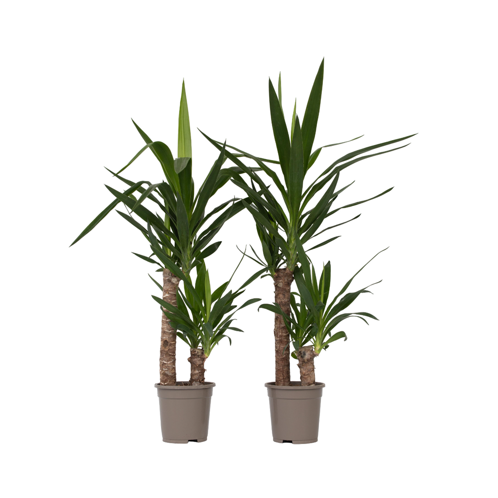Common Yucca - 2 pcs. - Yucca elephantipes - Height 70-80cm - ⌀17cm