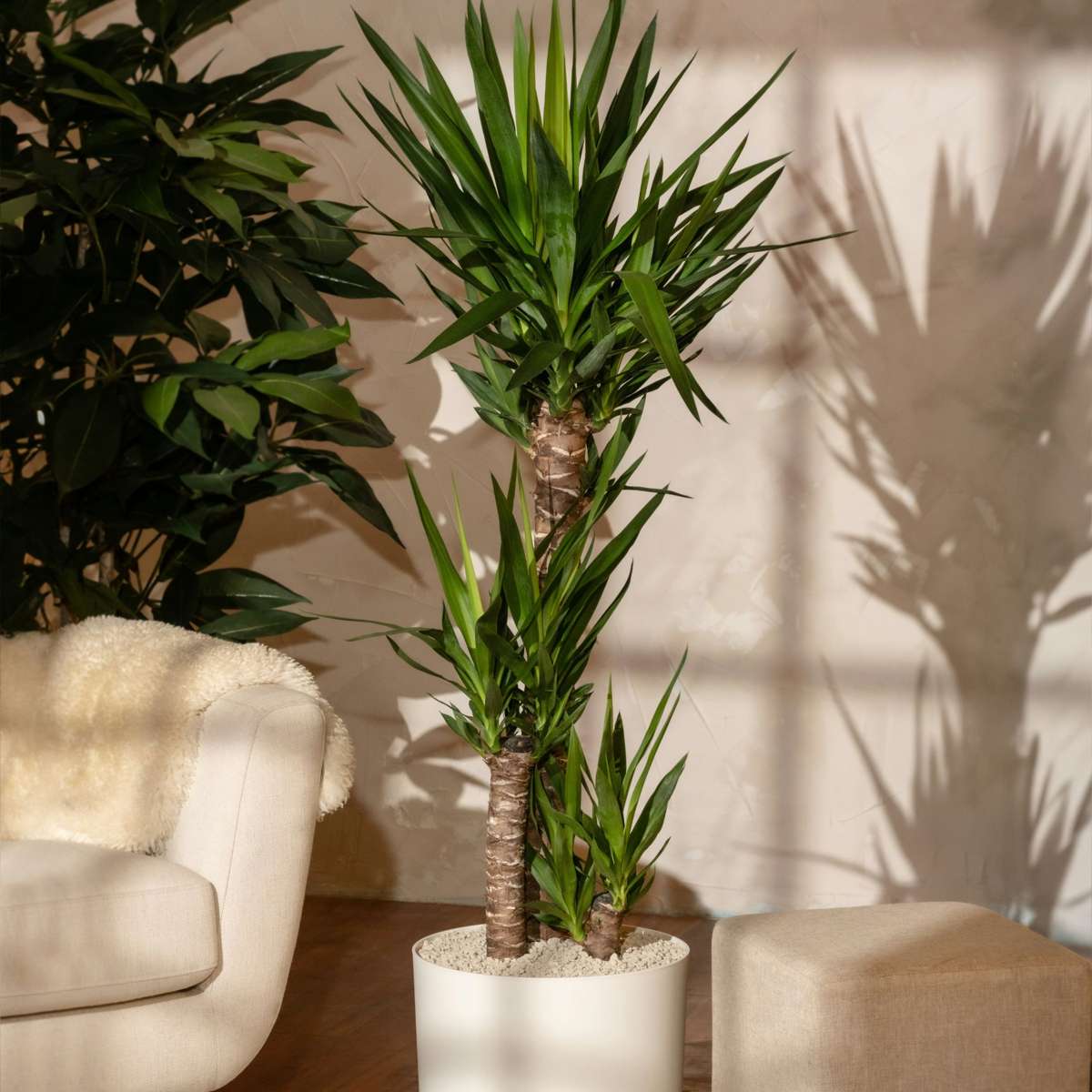 Common Yucca - Yucca elephantipes - Height 70-80cm - ⌀21cm