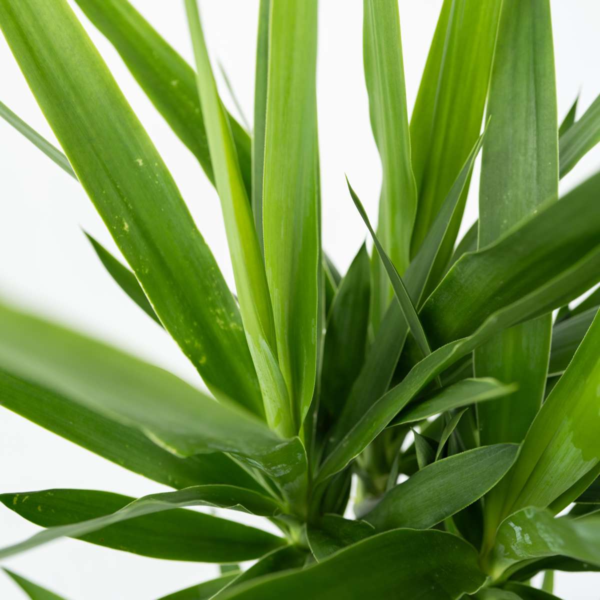 Common Yucca - 2 pcs. - Yucca elephantipes - Height 70-80cm - ⌀21cm