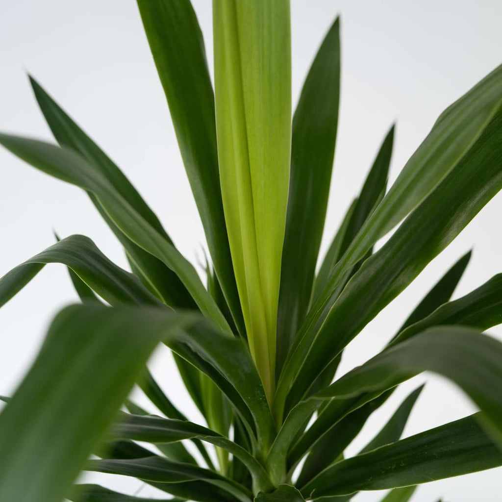 Common Yucca - 2 pcs. - Yucca elephantipes - Height 70-80cm - ⌀21cm