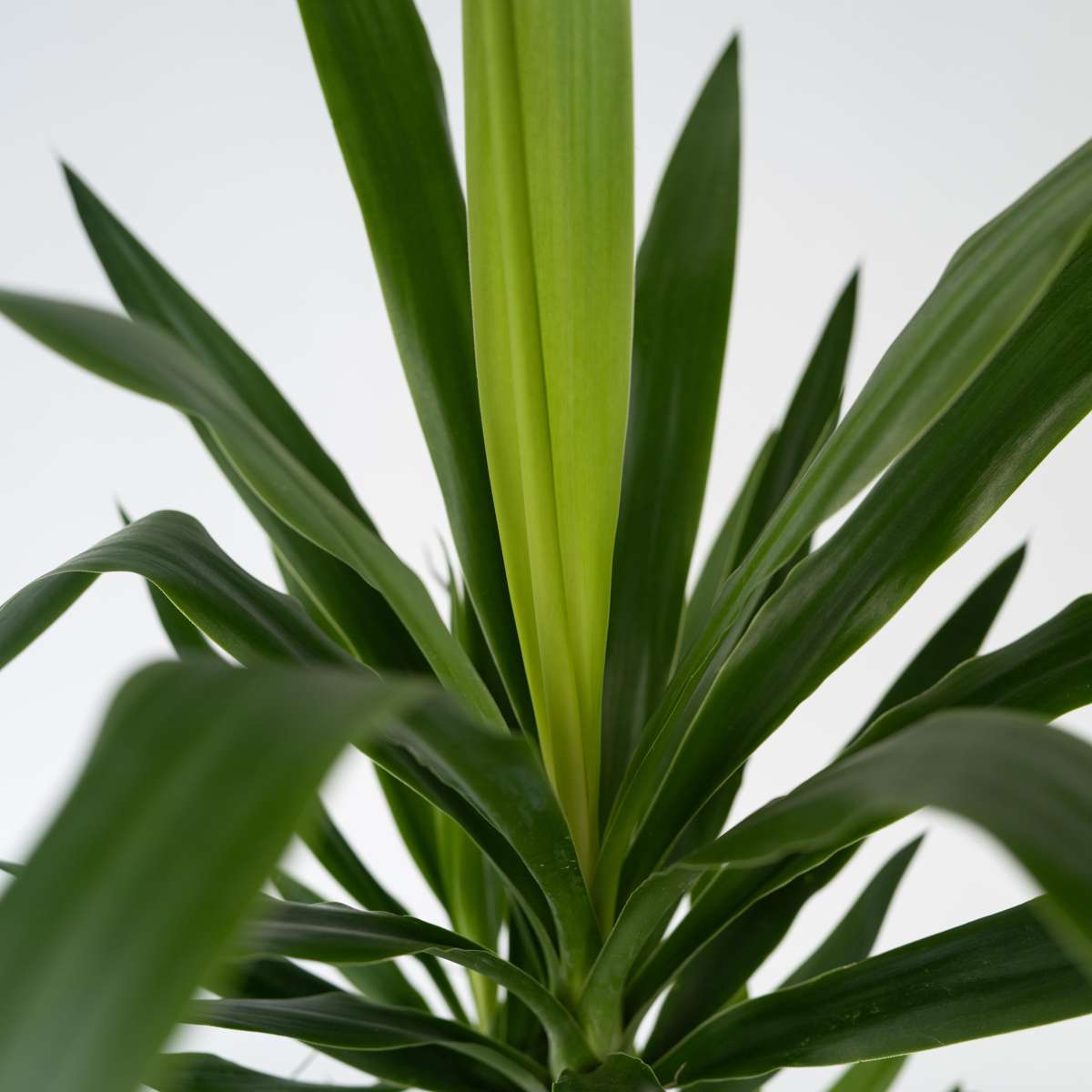 Common Yucca - 2 pcs. - Yucca elephantipes - Height 70-80cm - ⌀21cm