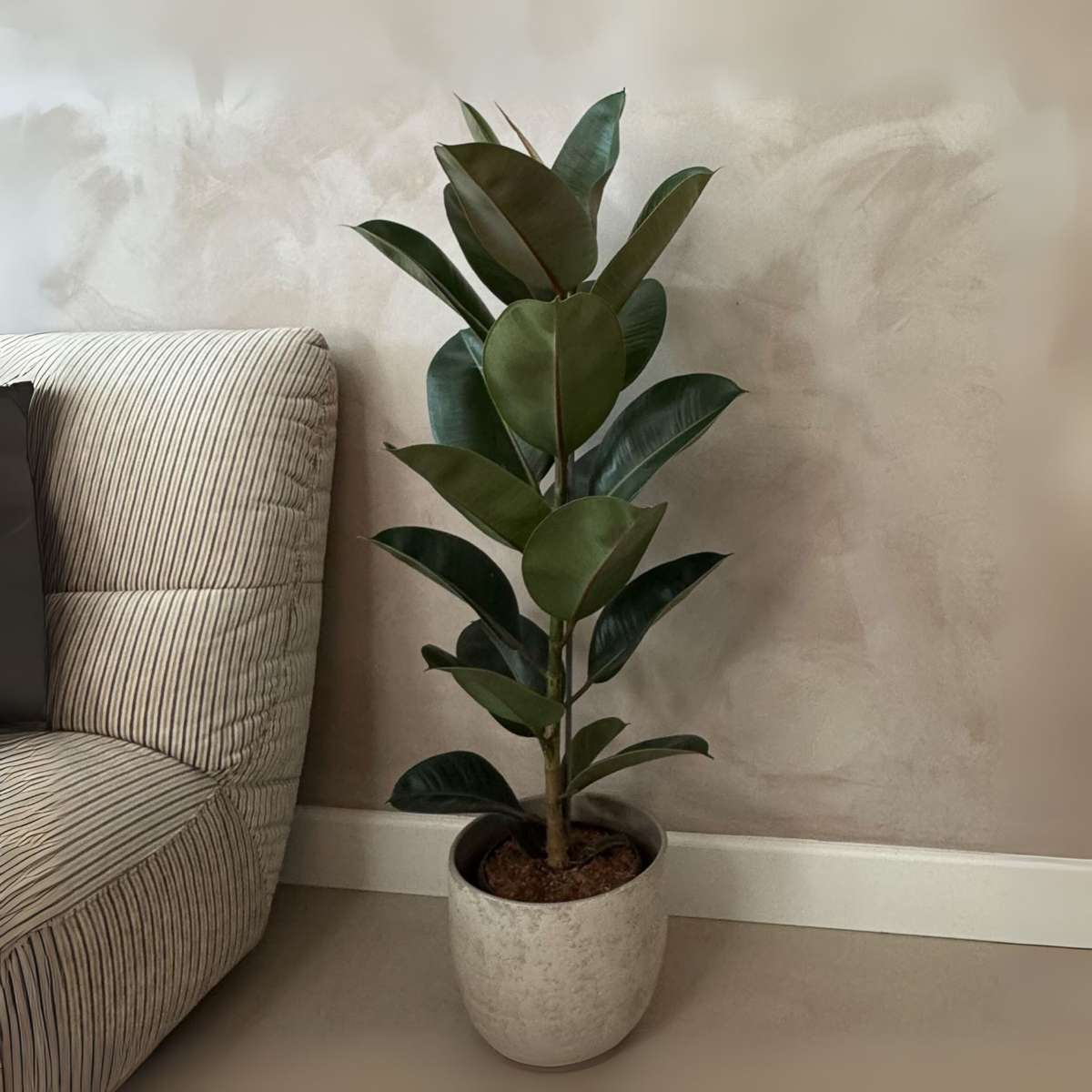 Rubber Plant - Ficus Elastica 'Robusta' - Height 75-100cm - ⌀24cm