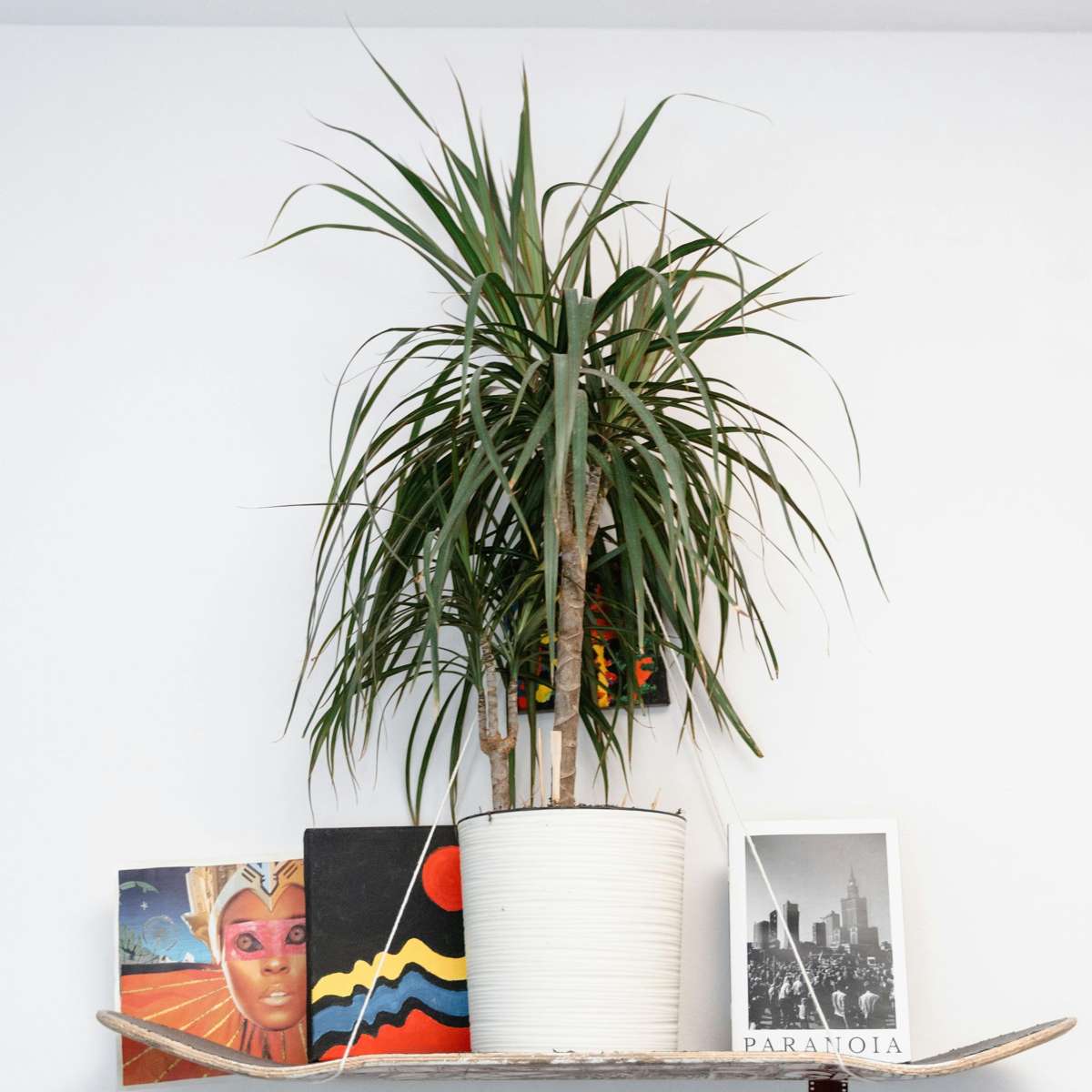 Madagascar Dragon Tree - 2 pcs. - Dracaena 'Magenta' - Height 70-80cm - ⌀17cm