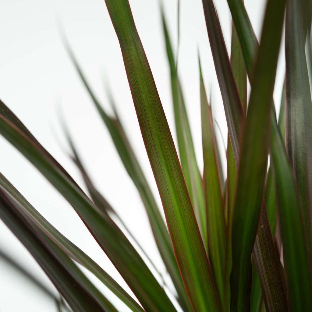 Madagascar Dragon Tree - 2 pcs. - Dracaena 'Magenta' - Height 70-80cm - ⌀17cm