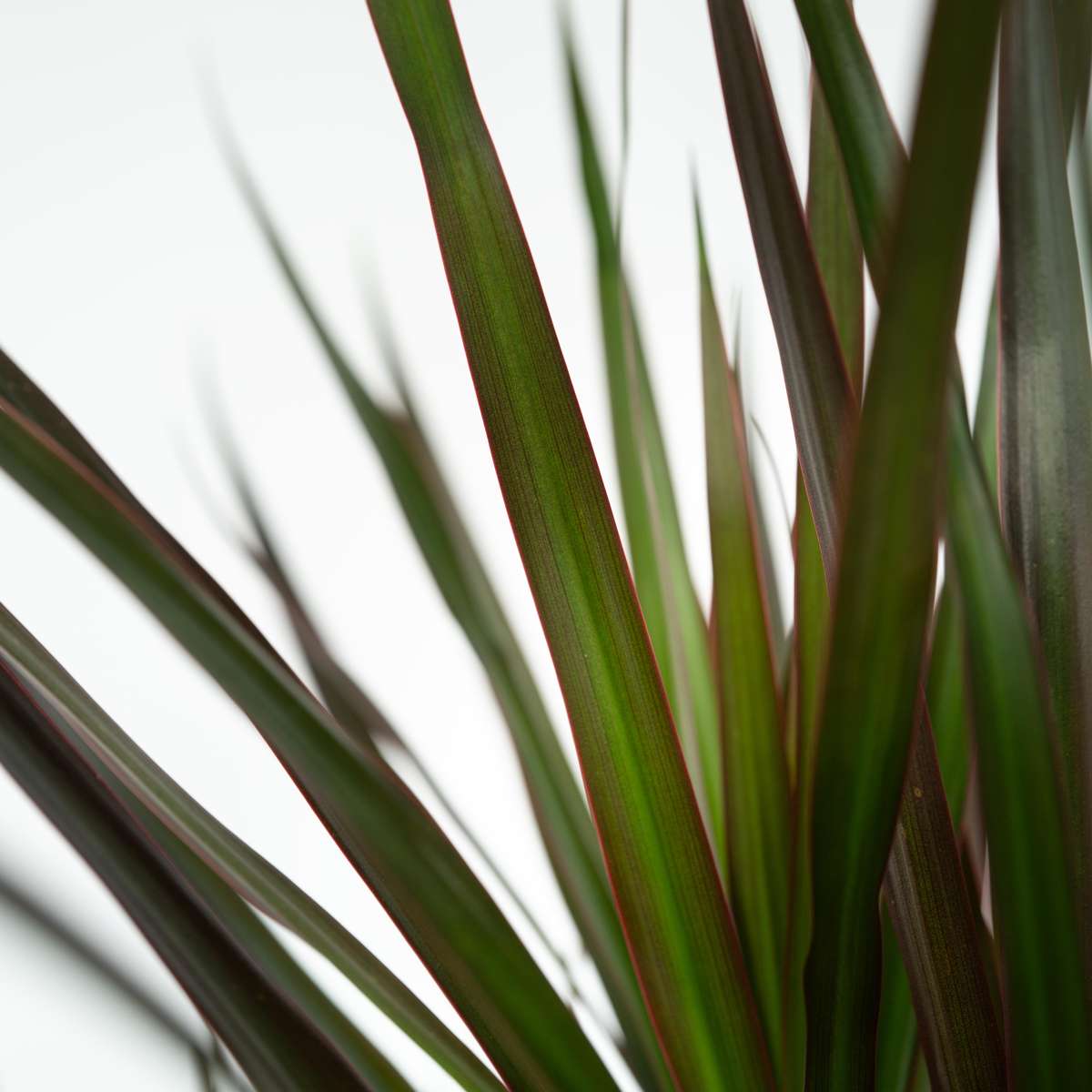 Madagascar Dragon Tree - 2 pcs. - Dracaena 'Magenta' - Height 70-80cm - ⌀17cm