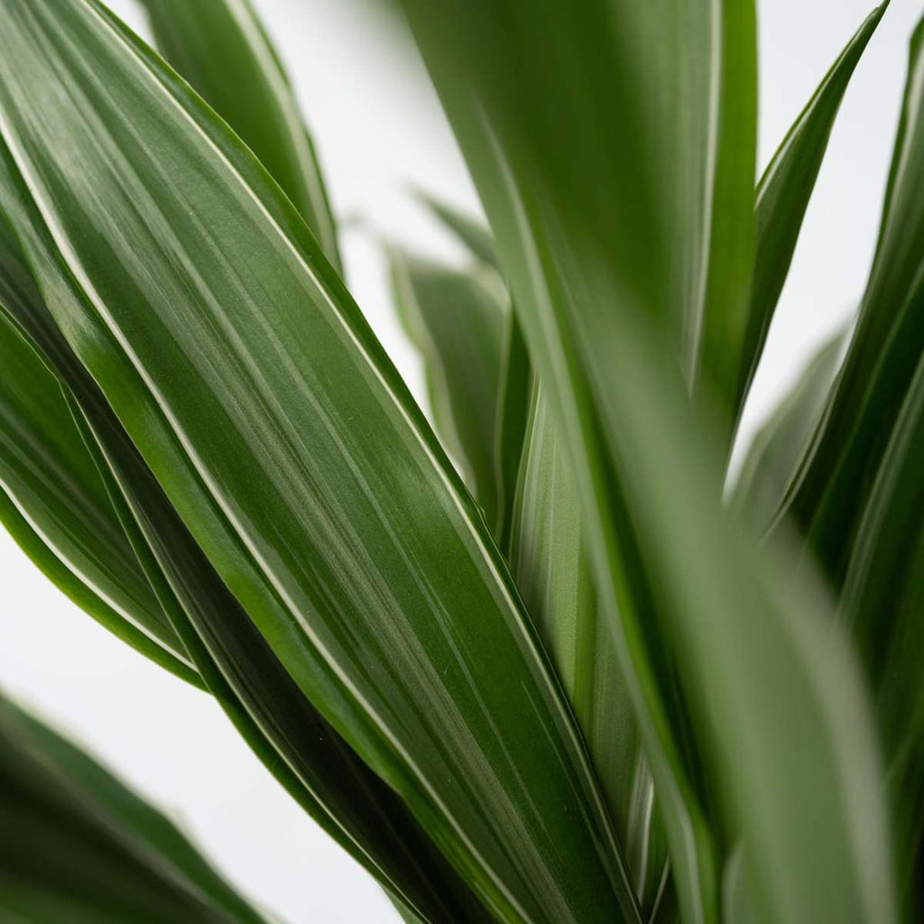 Dragon Tree - Dracaena Deremensis 'Warneckei' - Height 60-70cm - ⌀17cm