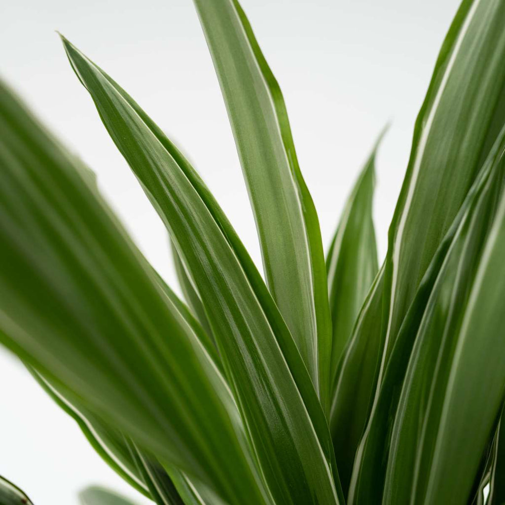 Dragon Tree - Dracaena Deremensis 'Warneckei' - Height 60-70cm - ⌀17cm