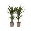 Dragon Tree - 2 pcs. - Dracaena Deremensis 'Warneckei' - Height 60-70cm - ⌀17cm