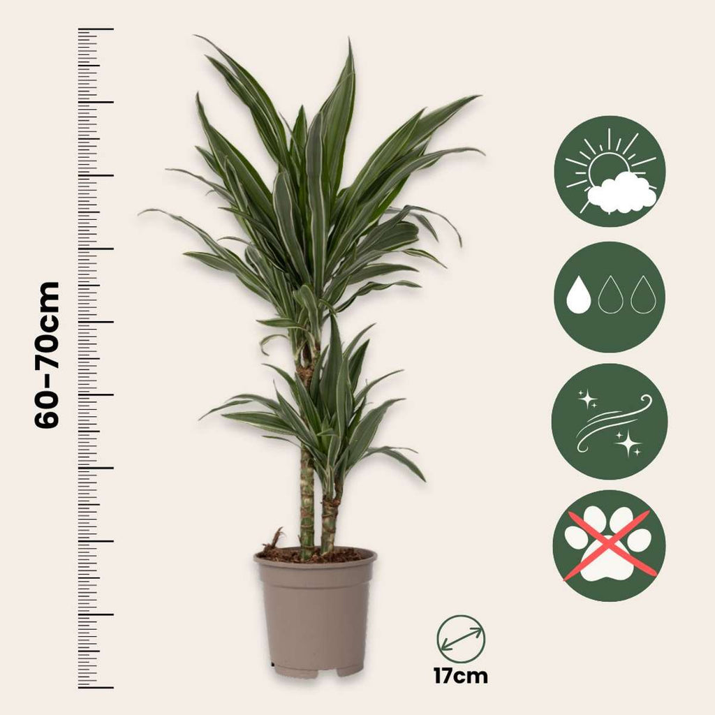 Dragon Tree - 2 pcs. - Dracaena Deremensis 'Warneckei' - Height 60-70cm - ⌀17cm