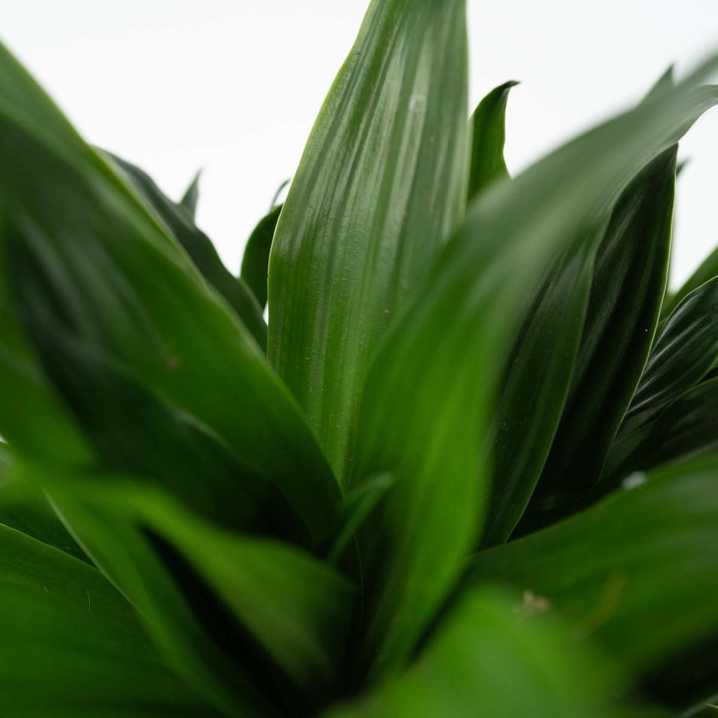 Dragon Tree - 2 pcs. - Dracaena surculosa - Height 50-65cm - ⌀17cm