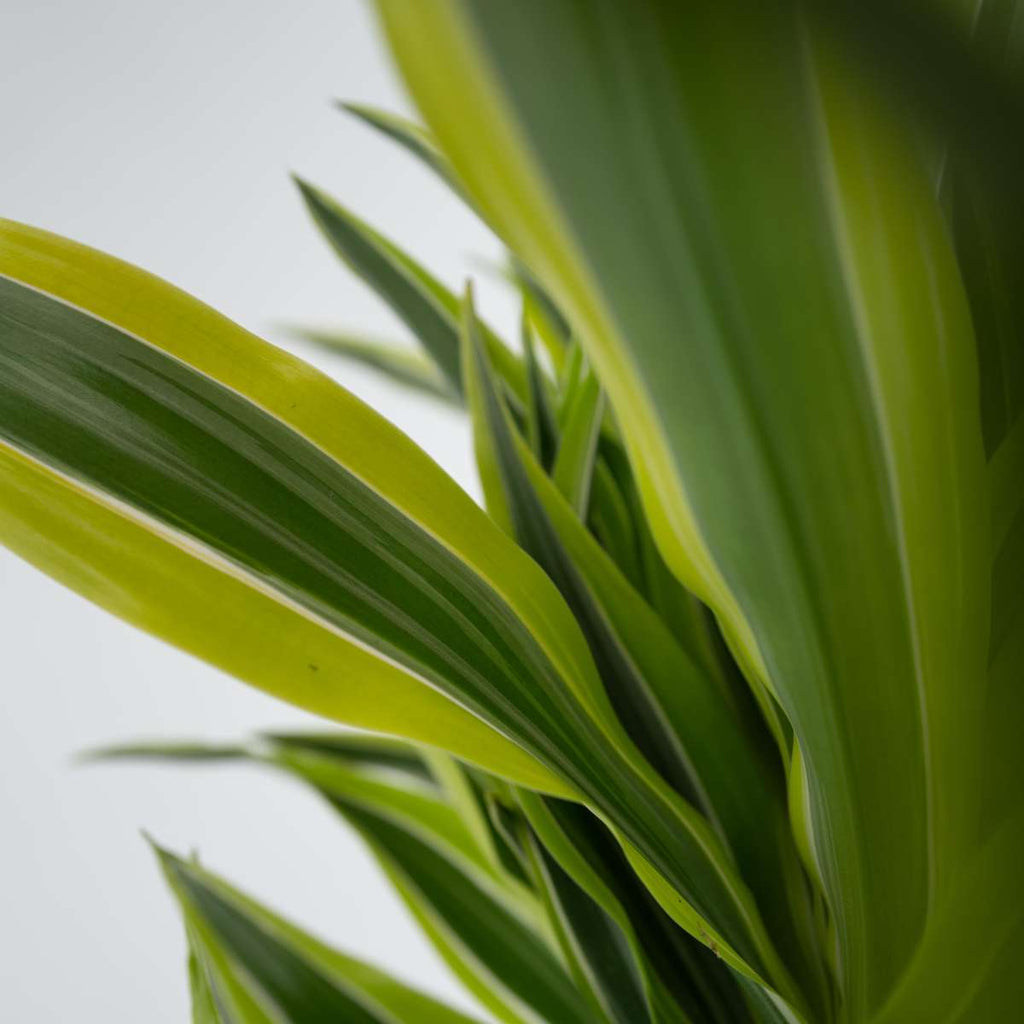 Dragon Tree - Dracaena deremensis 'Lemon Lime' - Height 60-70cm - ⌀17cm