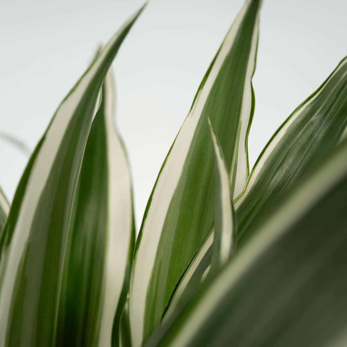 Dragon Tree - 2 pcs. - Dracaena deremensis 'White Stripe' - H60-70cm - ⌀17cm