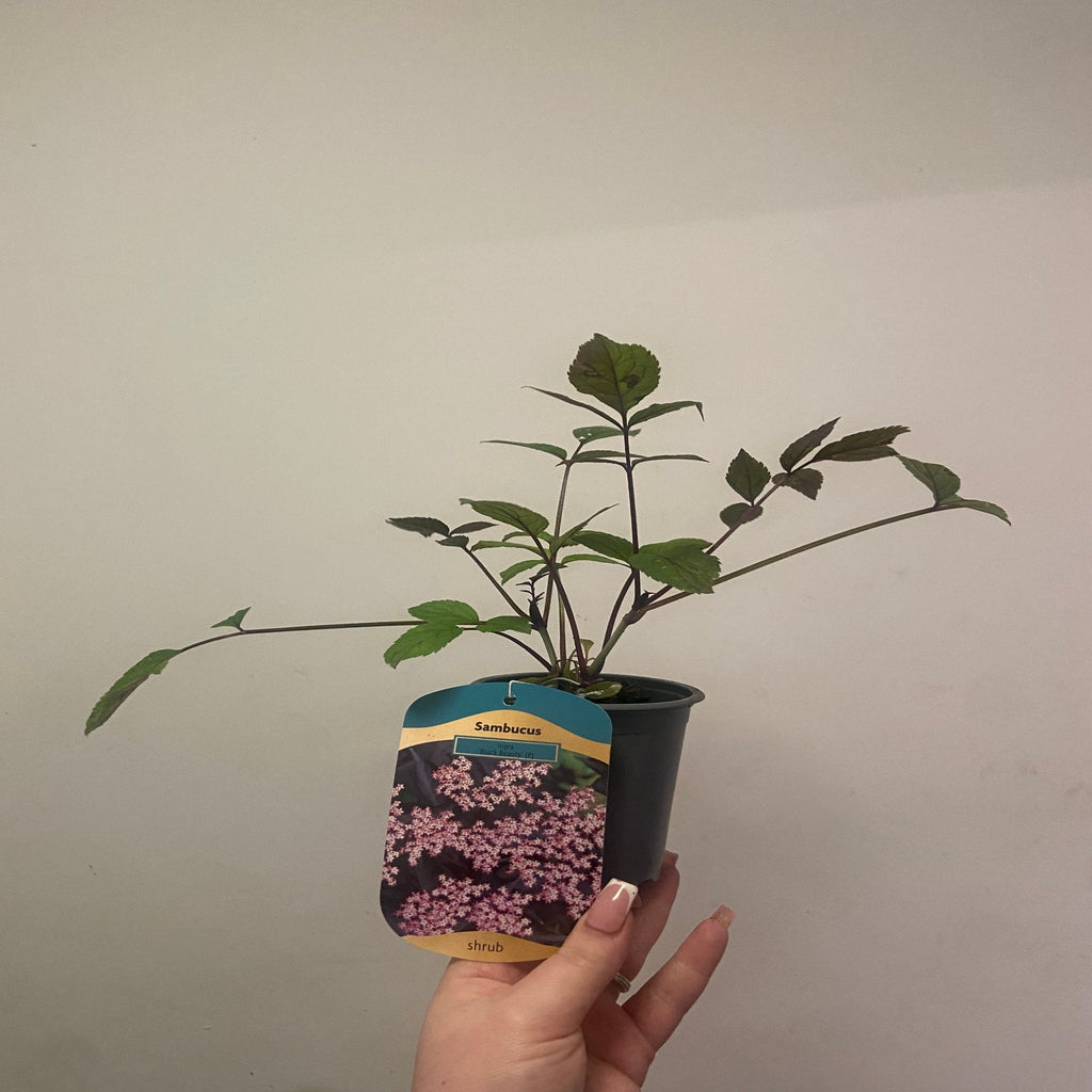 Sambucus nygra 'Black Beauty' 9cm / 3L