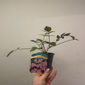 Sambucus nygra 'Black Beauty' 9cm / 3L