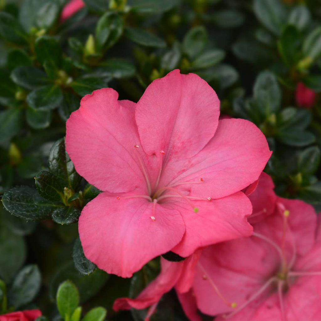 Azalea - 4 pcs. - Rhododendron azalea 'Anouk' - Height 25-40cm - ⌀17cm