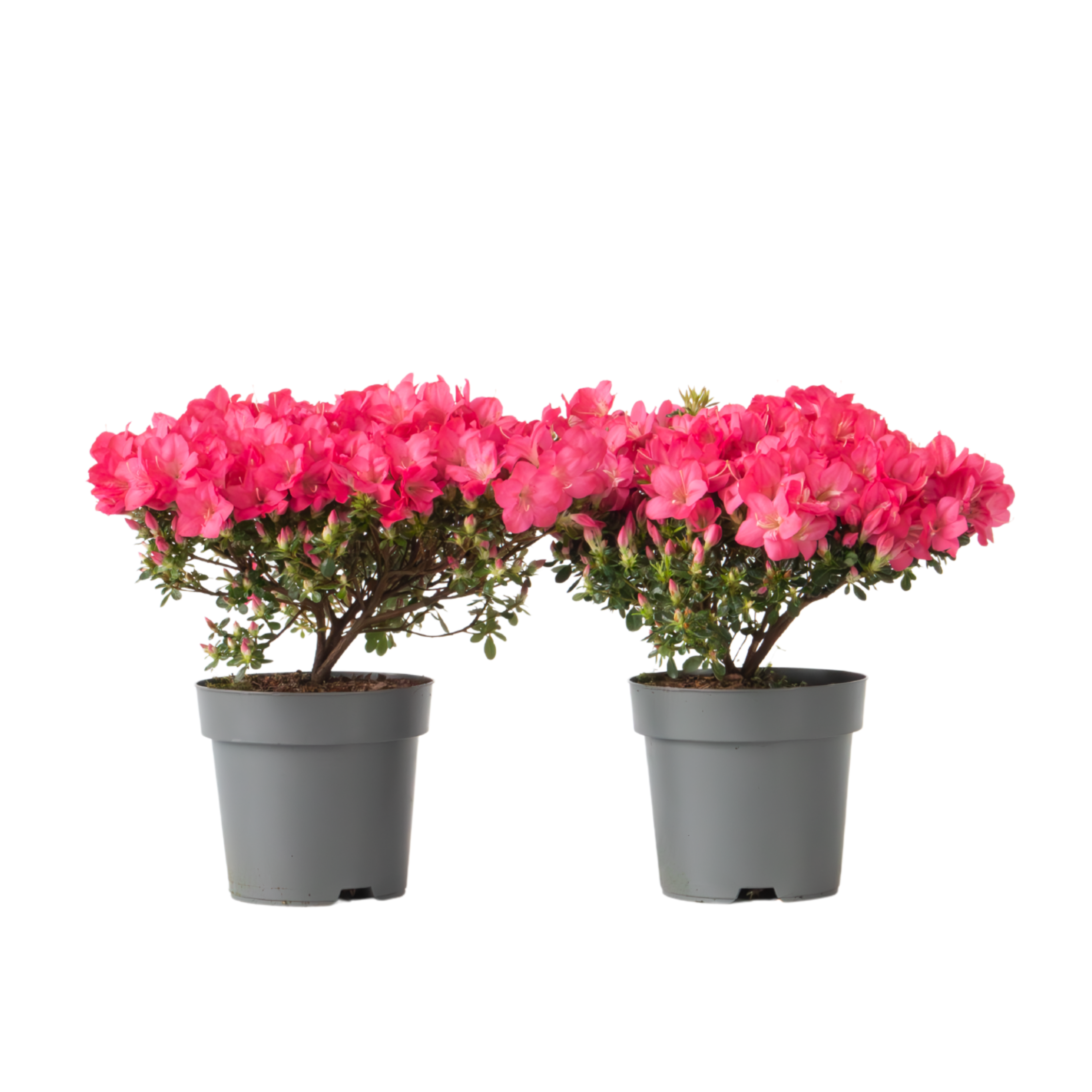 Azalea - 2 pcs. - Rhododendron azalea 'Anouk' - Height 25-40cm - ⌀17cm