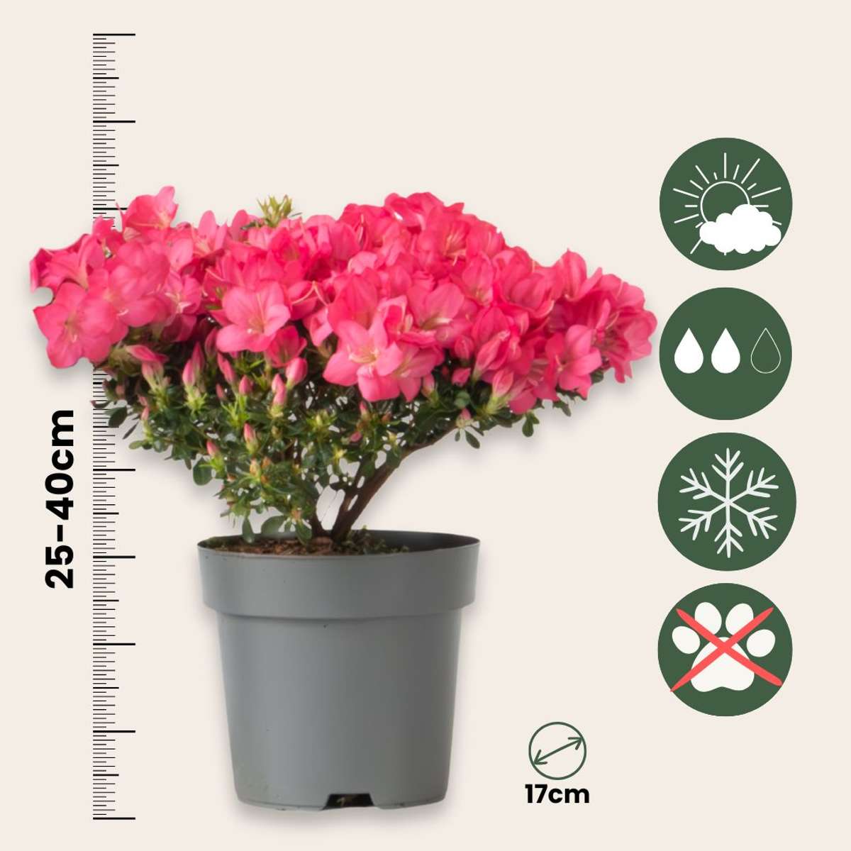 Azalea - 4 pcs. - Rhododendron azalea 'Anouk' - Height 25-40cm - ⌀17cm