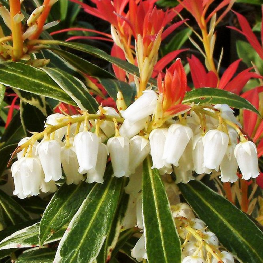 Japanese andromeda - 4 pcs. - Pieris 'Forest Flame' - Height 25-40cm - ⌀17cm