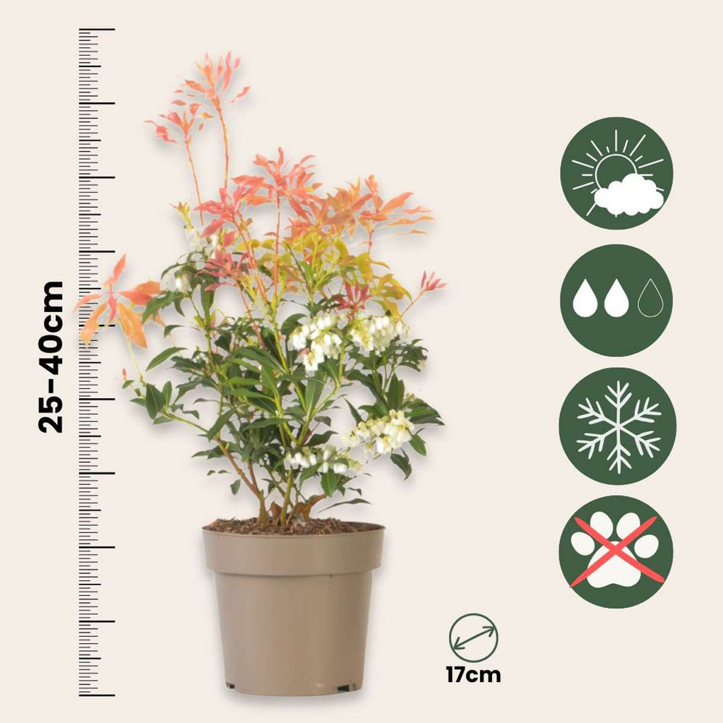Japanese andromeda - 4 pcs. - Pieris 'Forest Flame' - Height 25-40cm - ⌀17cm