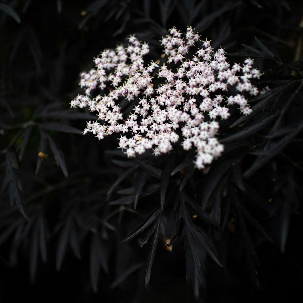 Elder - 2 pcs. - Sambucus nigra 'Black Lace' - Height 25-40cm - ⌀17cm