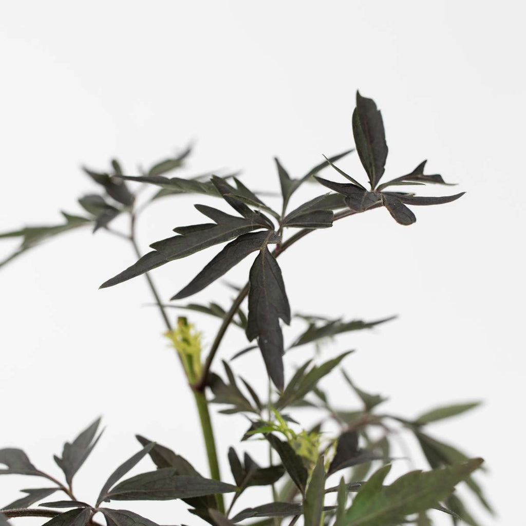 Elder - 4 pcs. - Sambucus nigra 'Black Lace' - Height 25-40cm - ⌀17cm