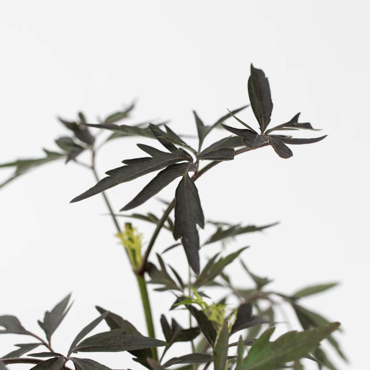 Elder - 4 pcs. - Sambucus nigra 'Black Lace' - Height 25-40cm - ⌀17cm