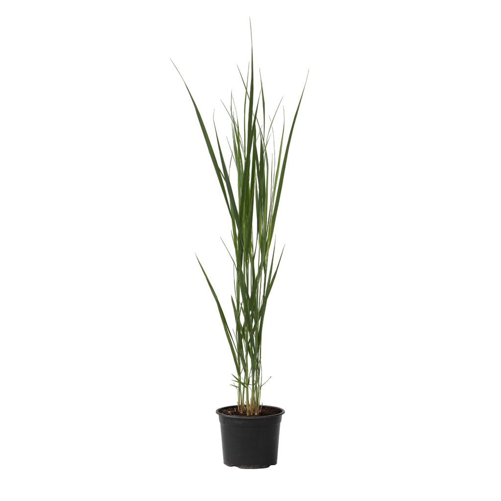 Switch grass - Panicum virgatum 'Northwind' - Height 40-60cm - ⌀23cm
