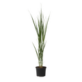 Switch grass - Panicum virgatum 'Northwind' - Height 40-60cm - ⌀23cm