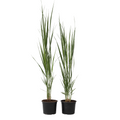 Switch grass - 2 pcs. - Panicum virgatum 'Northwind' - Height 40-60cm - ⌀23cm