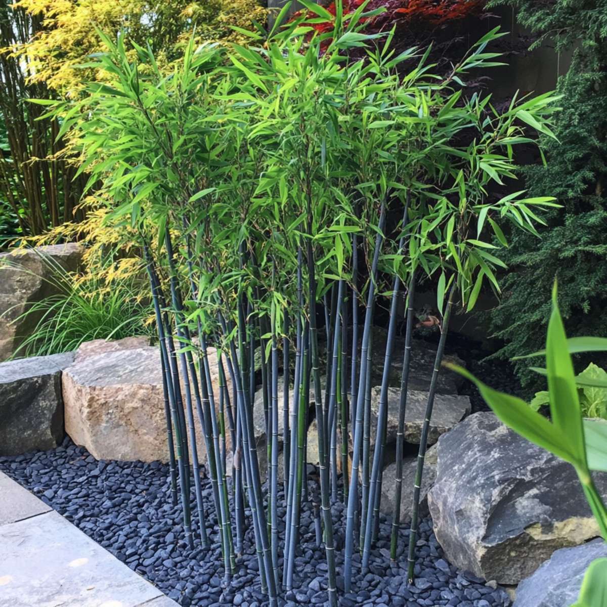 Blue Stem Bamboo - 2 pcs. - Fargesia papyrifera 'Blue Dragon' - H30-40cm - ⌀13cm