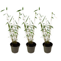 Blue Stem Bamboo - 3 pcs. - Fargesia papyrifera 'Blue Dragon' - H30-40cm - ⌀13cm