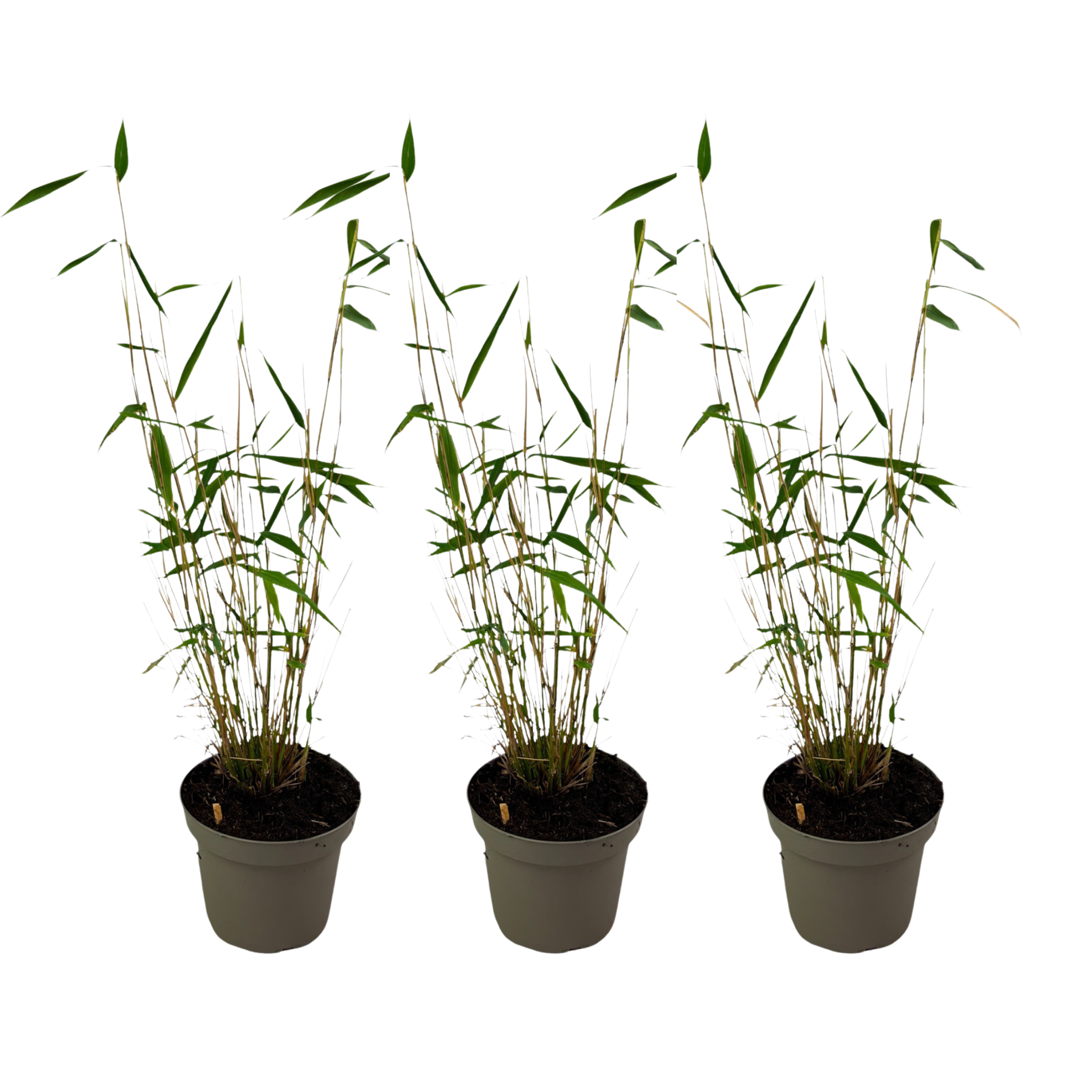 Blue Stem Bamboo - 3 pcs. - Fargesia papyrifera 'Blue Dragon' - H30-40cm - ⌀13cm