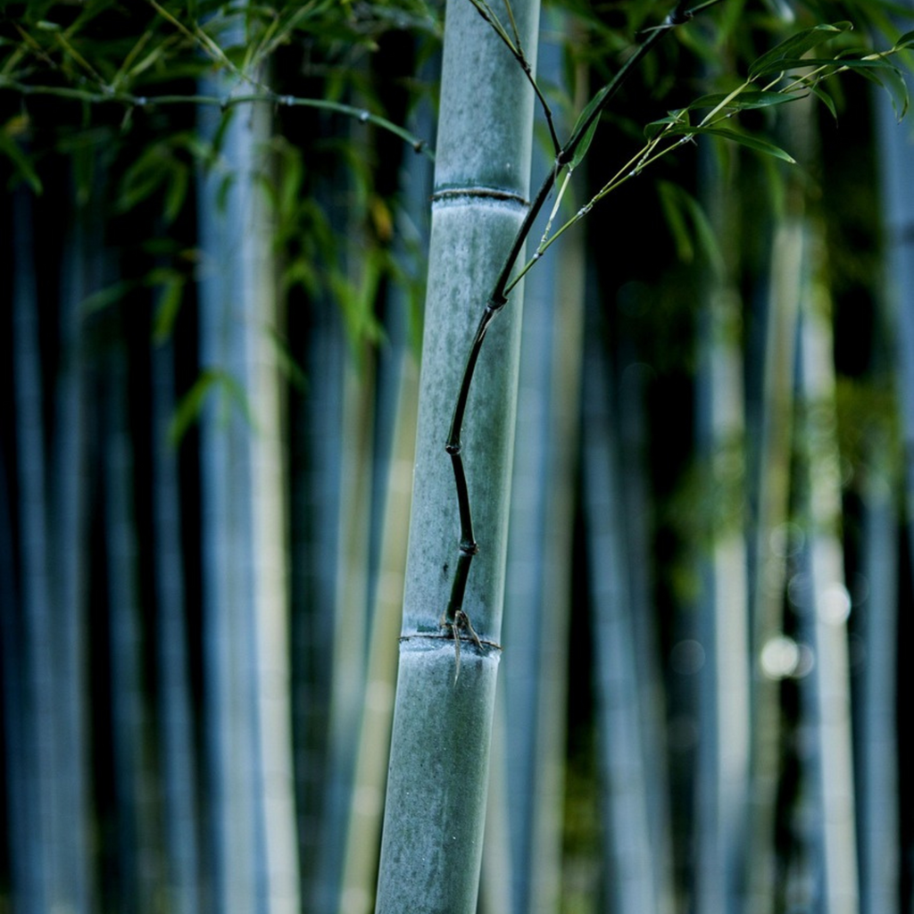 Blue Stem Bamboo - 18 pcs. - Fargesia papyrifera 'Blue Dragon - H30-40cm - ⌀13cm