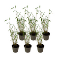 Blue Stem Bamboo - 6 pcs. - Fargesia papyrifera 'Blue Dragon' - H30-40cm - ⌀13cm