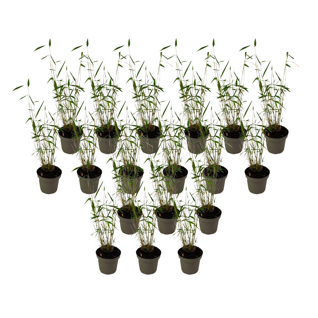 Blue Stem Bamboo - 18 pcs. - Fargesia papyrifera 'Blue Dragon - H30-40cm - ⌀13cm